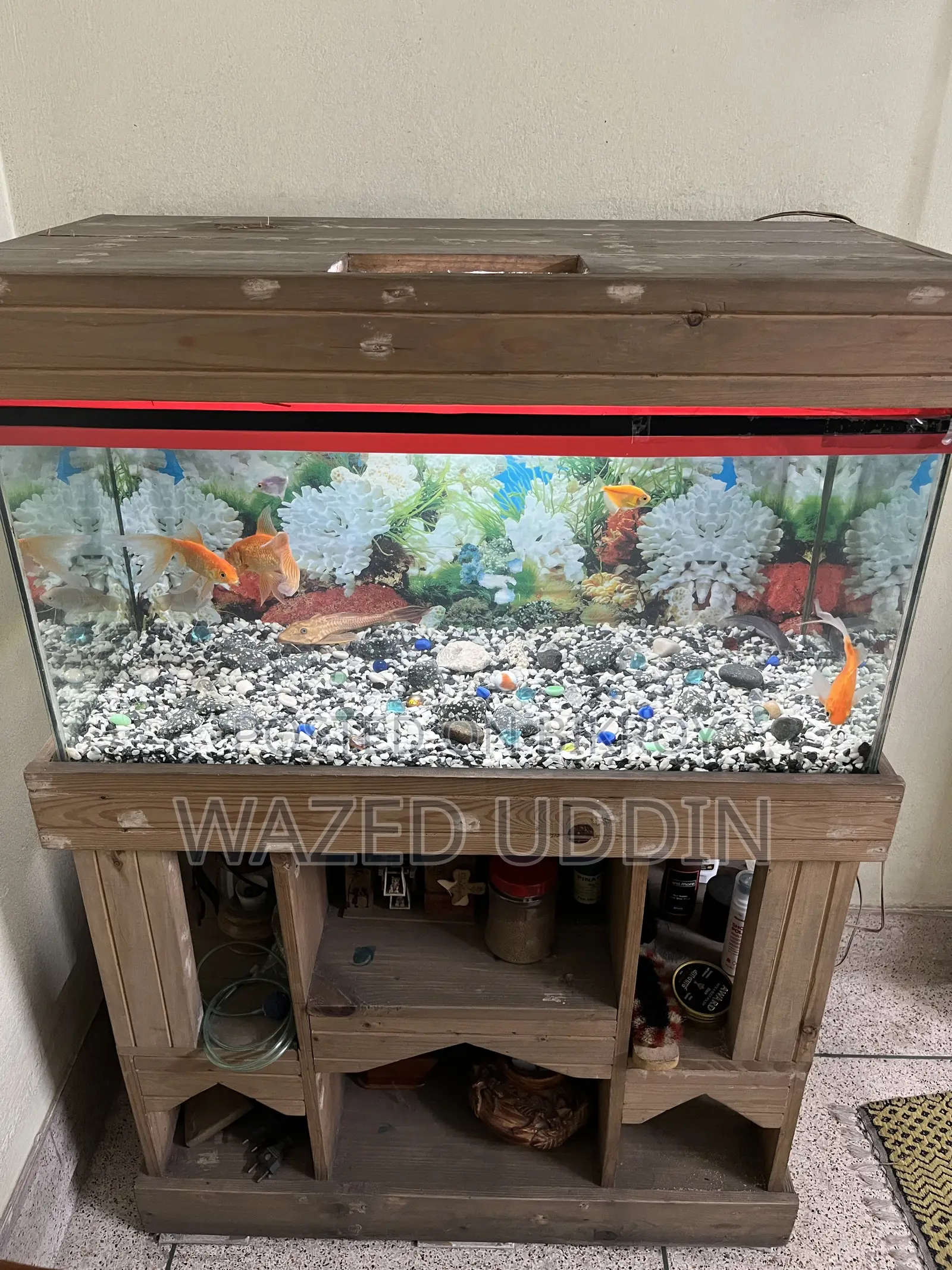 Aquarium Full Setup With Fish