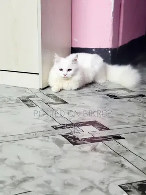 6-12 months Male Purebred Persian