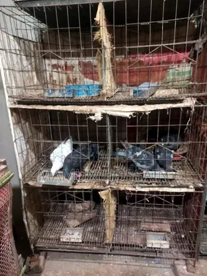 Cage for sale