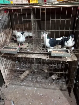 Cage for sale