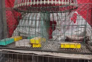 Cage for sale