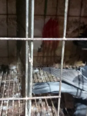 Cage for sale