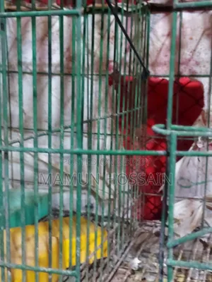 Cage for sale