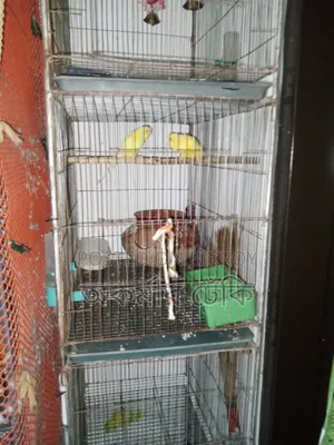 Bird Cage