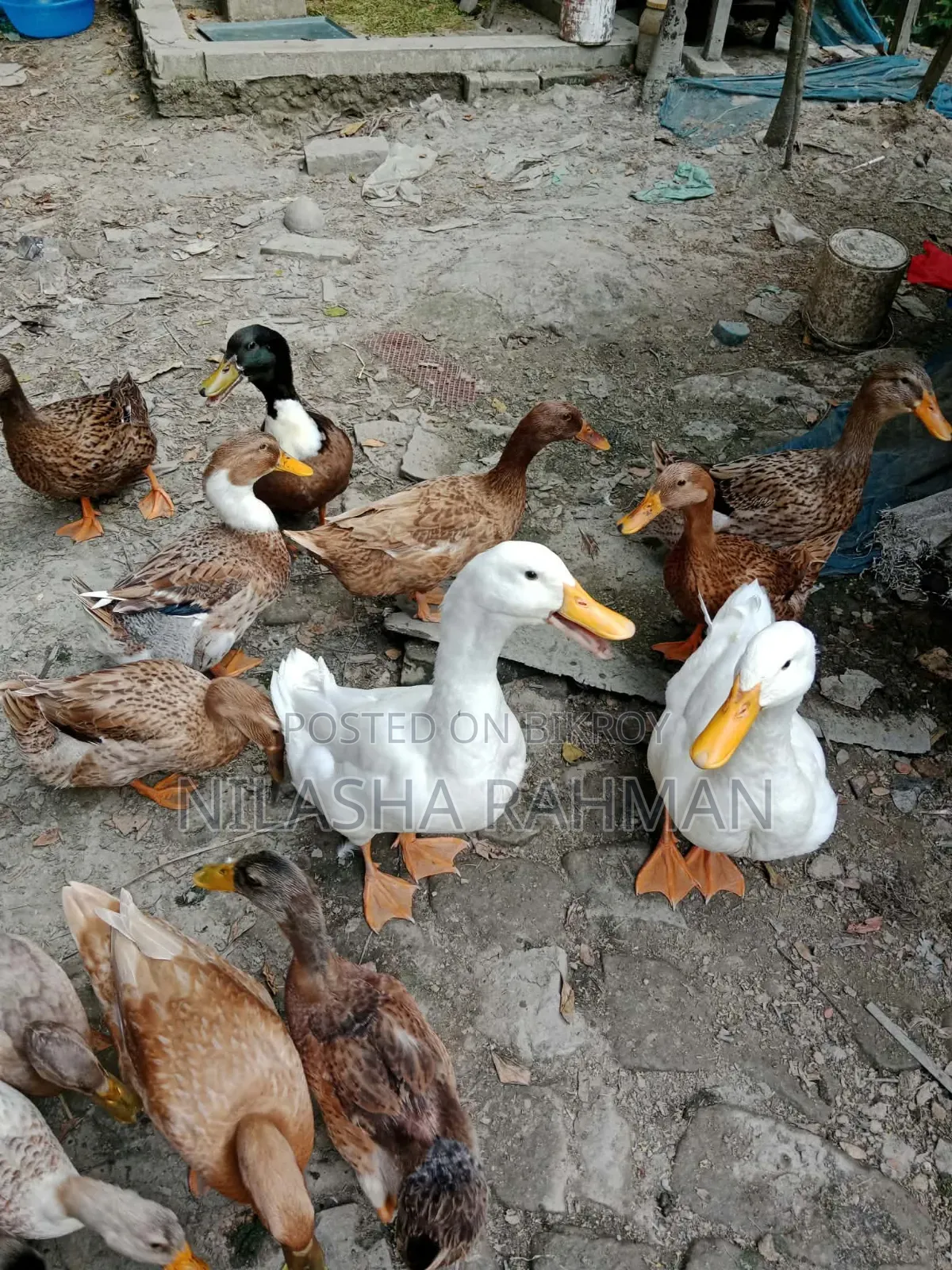 Local duck, Belgium duck.