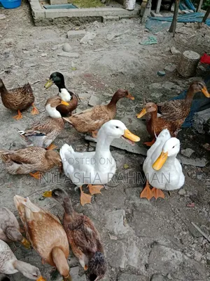 Local duck, Belgium duck.