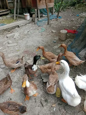 Local duck, Belgium duck.