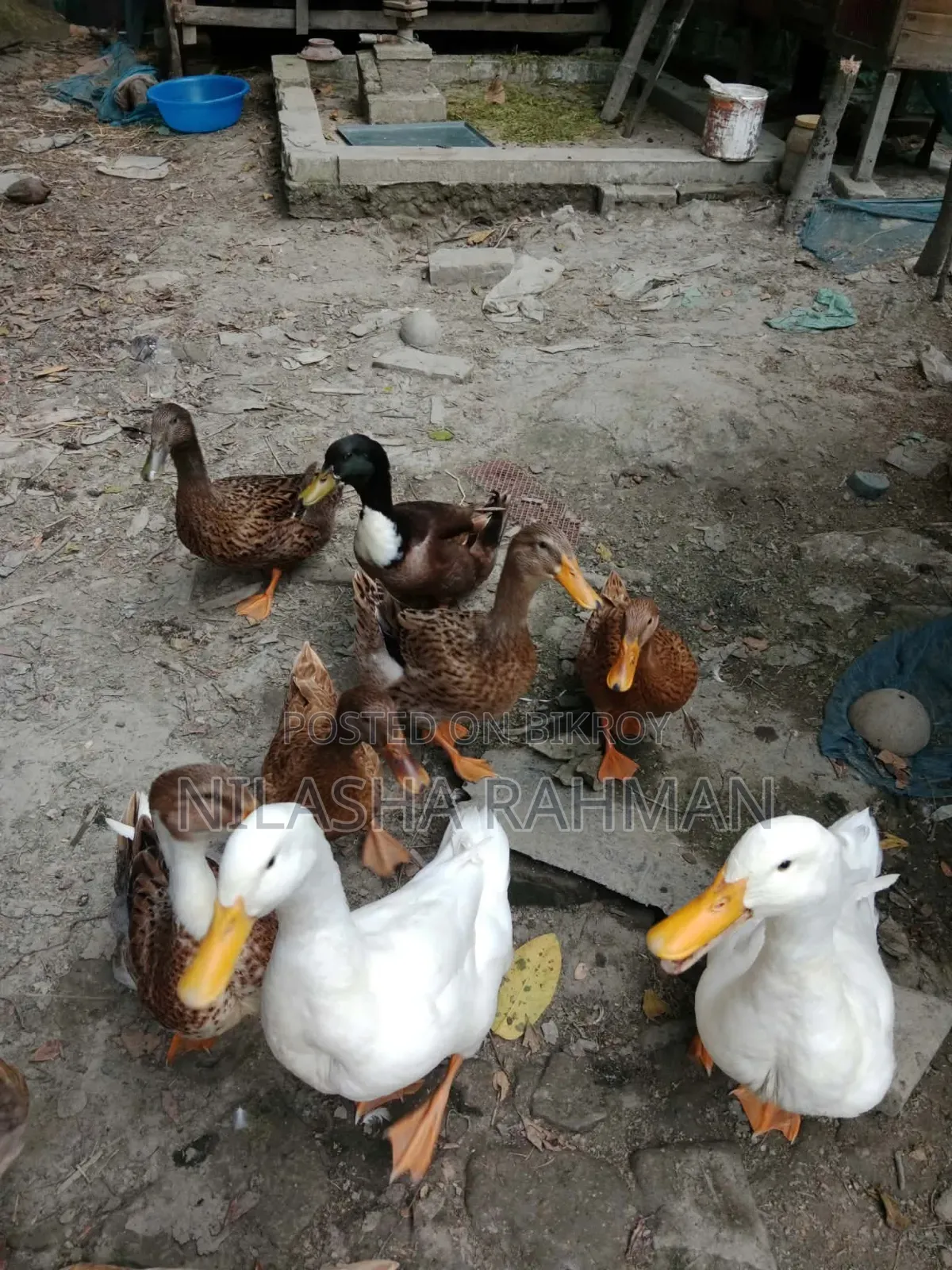Local duck, Belgium duck.