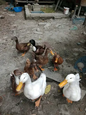 Local duck, Belgium duck.