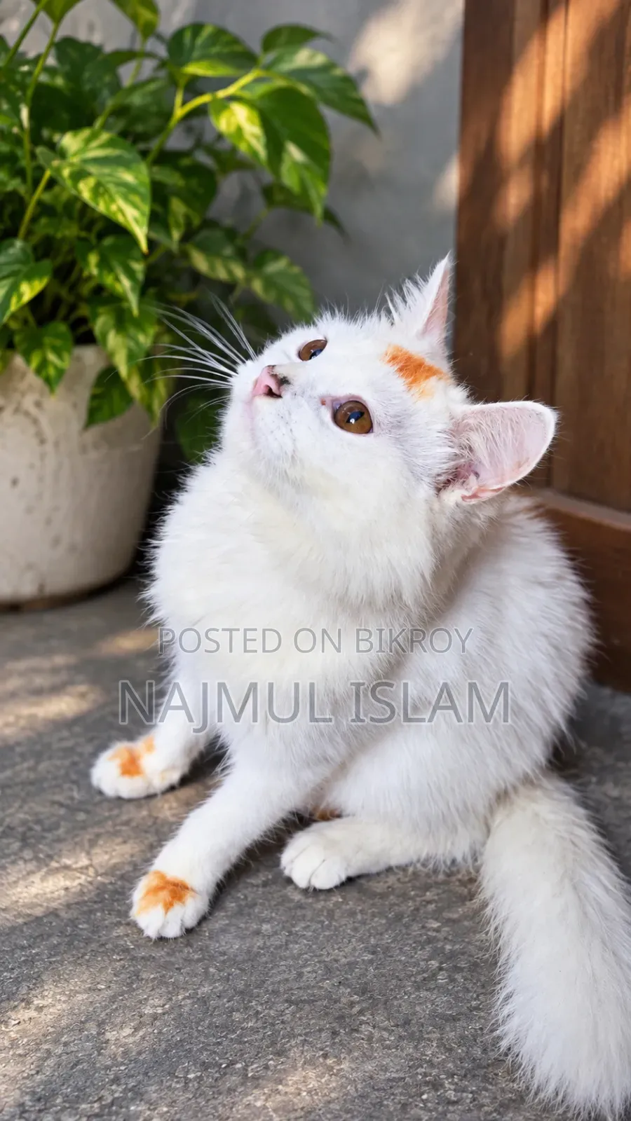 6-12 months Male Mixed Breed Cat