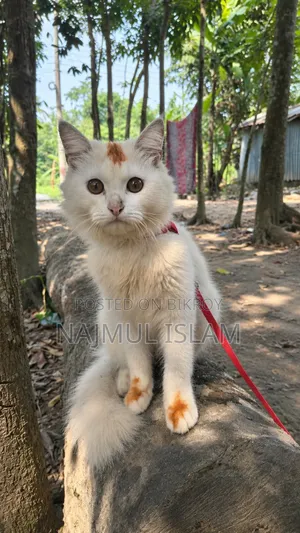 6-12 months Male Mixed Breed Cat
