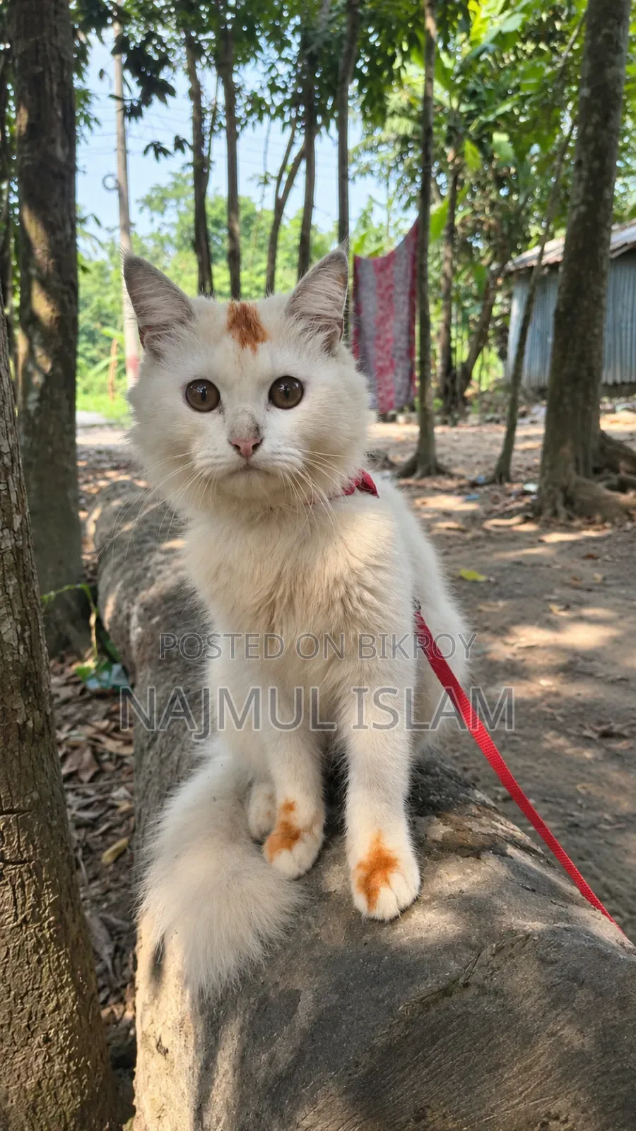 6-12 months Male Mixed Breed Cat
