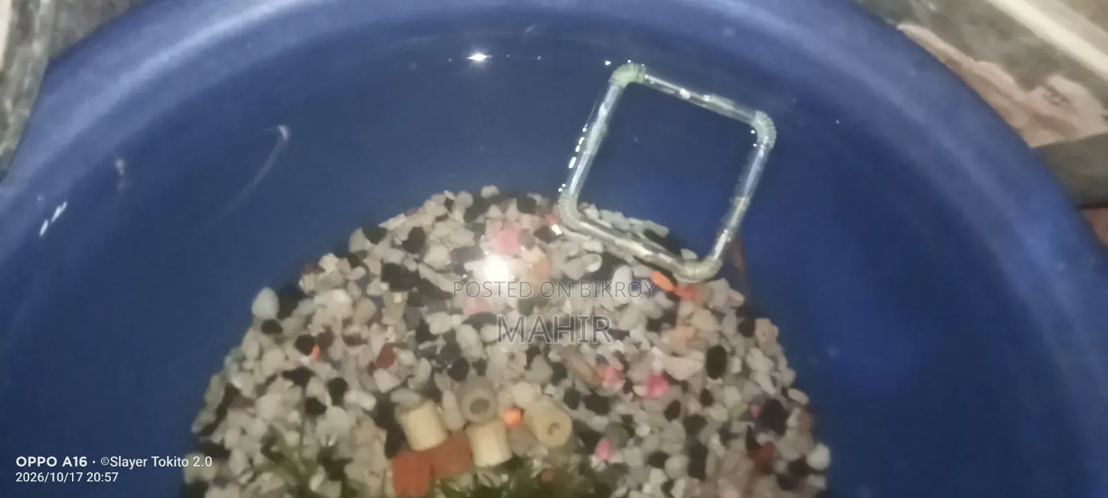 Fish Feeding Tube