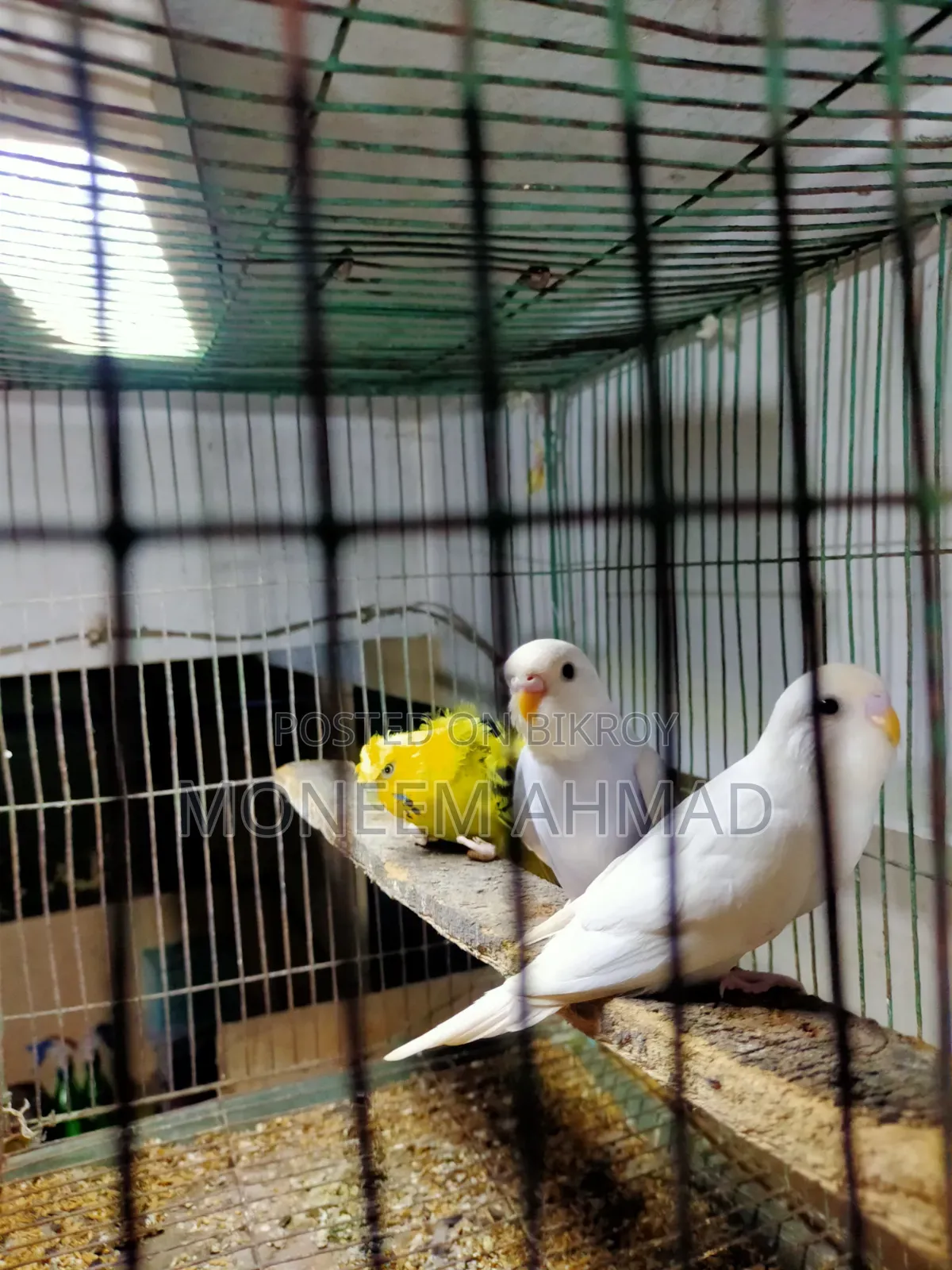 3 pieces Spangle baby male/female!