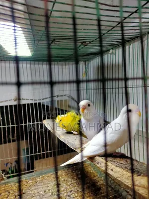 3 pieces Spangle baby male/female!