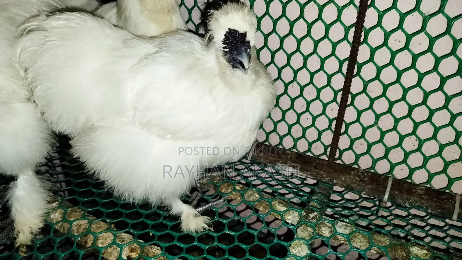American Silky Rooster