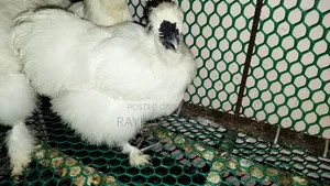 American Silky Rooster