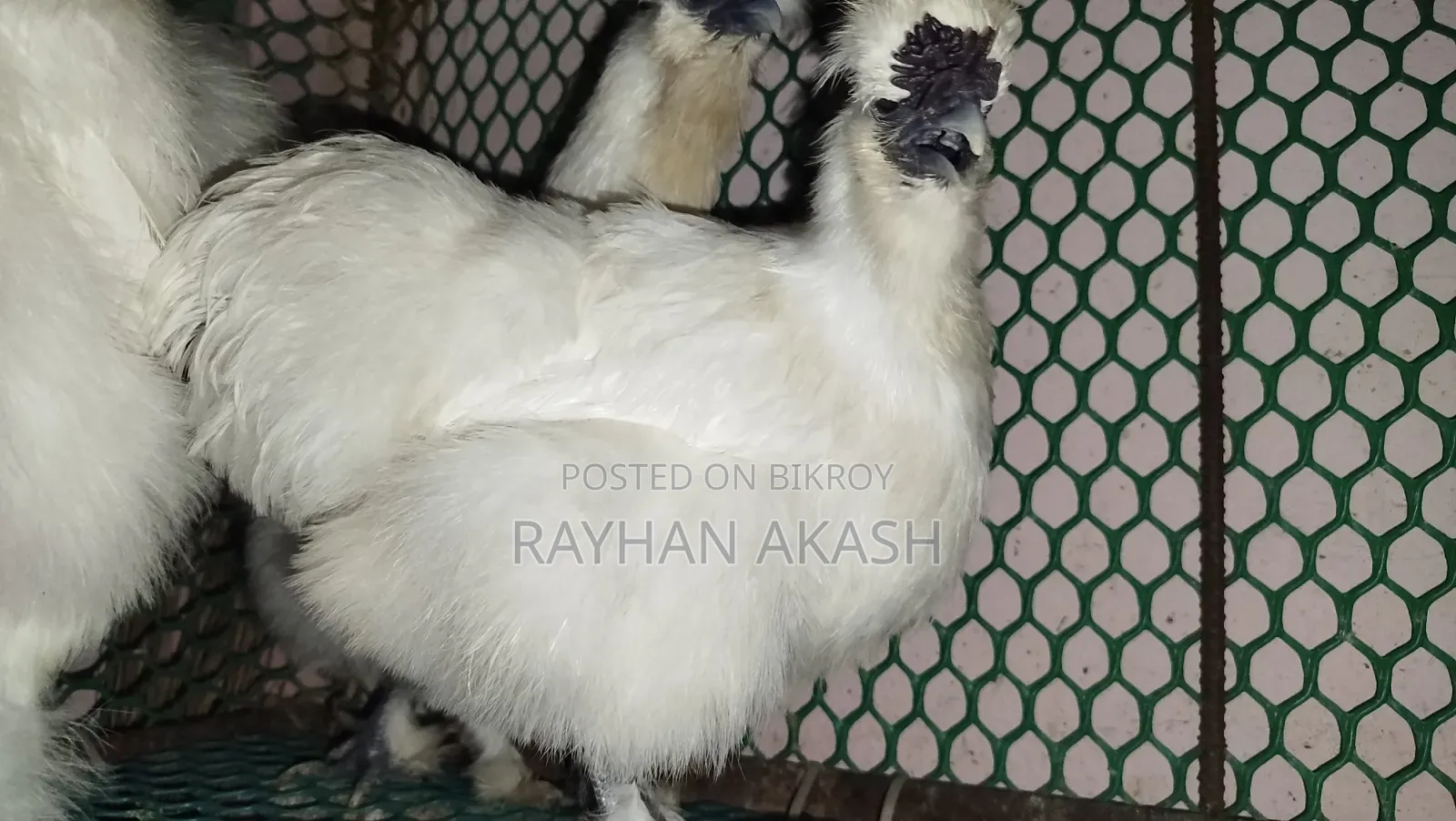 American Silky Rooster