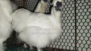 American Silky Rooster