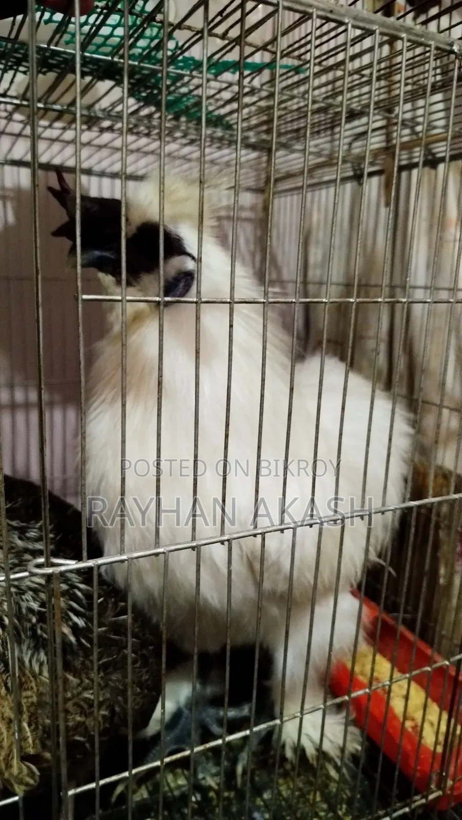 American Silky Rooster