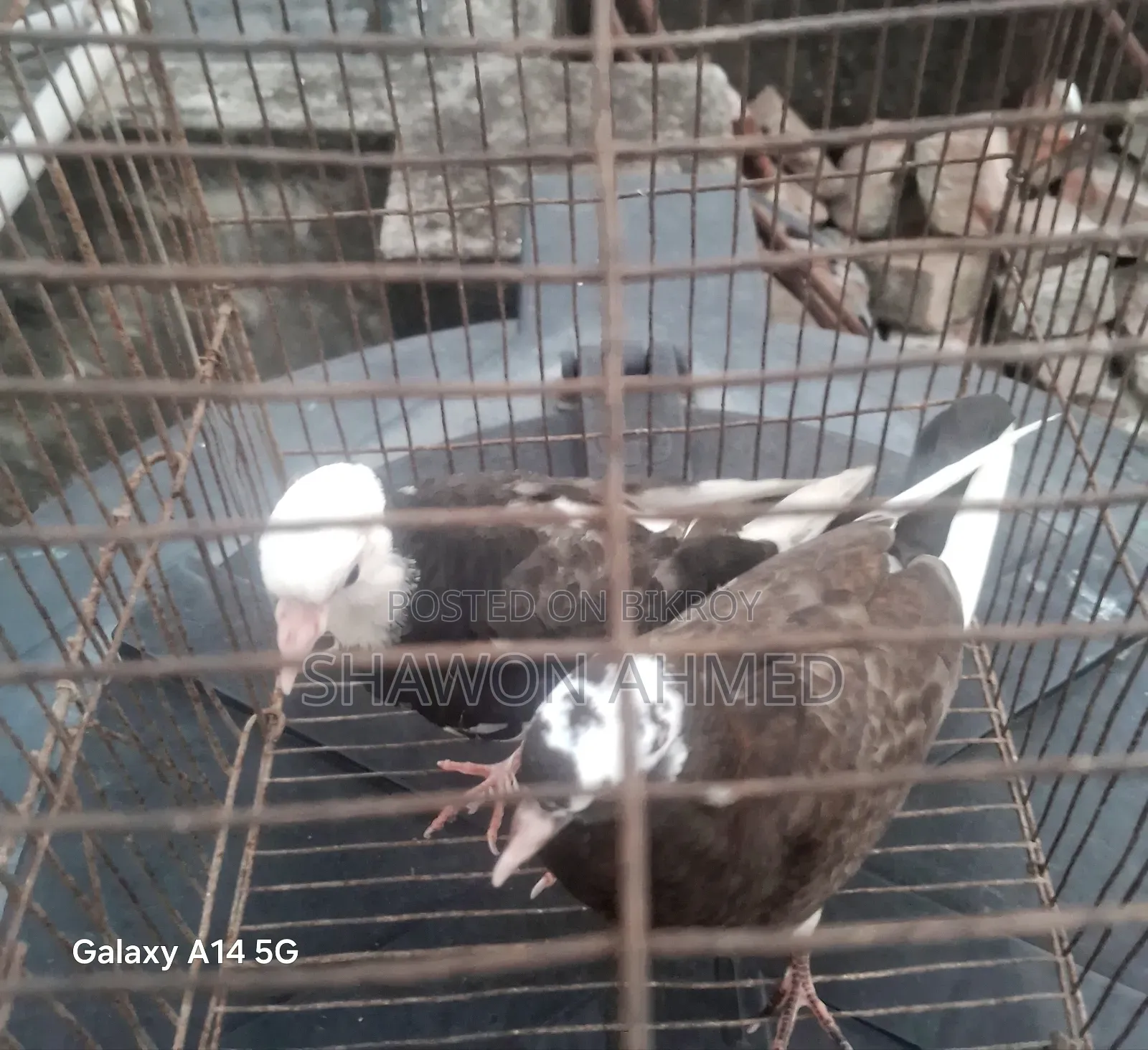 Pigeon Baby