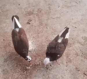 Pigeon Baby