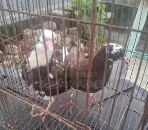 Pigeon Baby