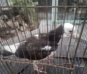 Pigeon Baby