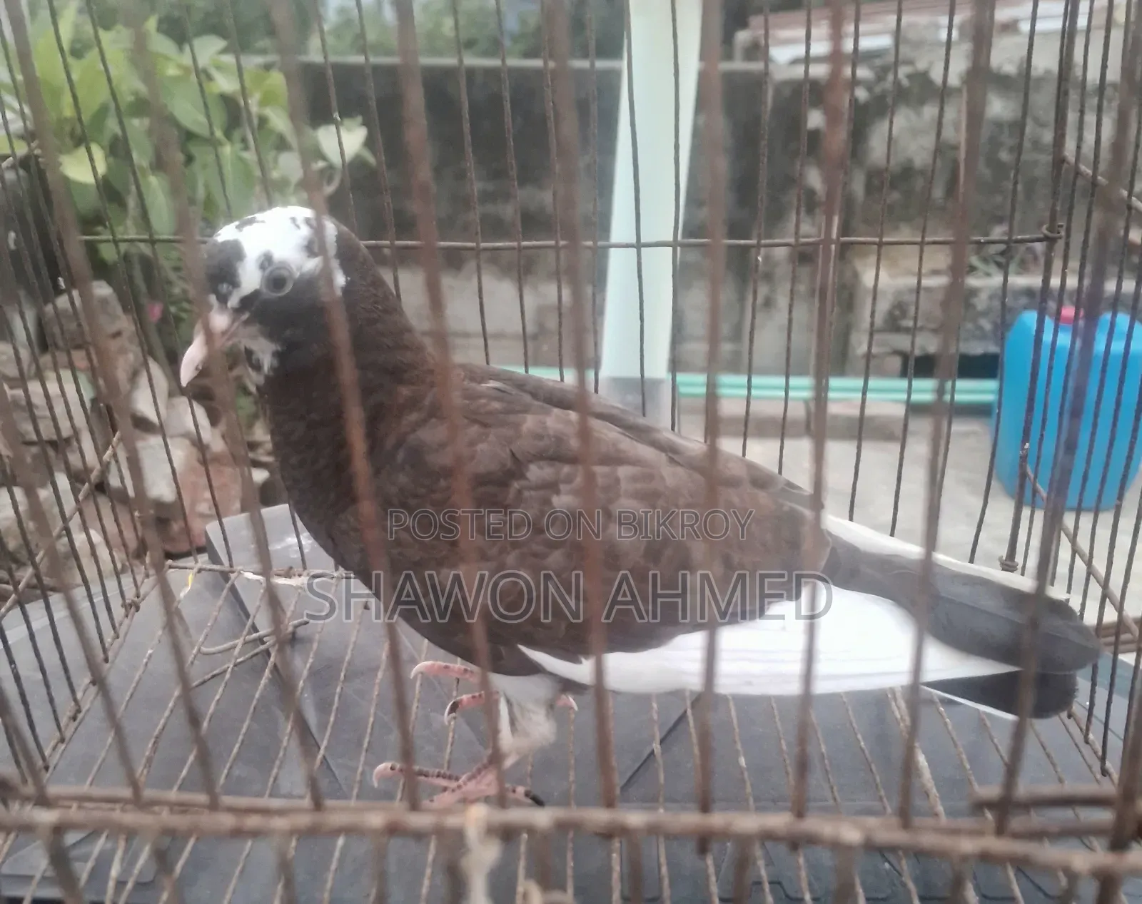 Pigeon Baby