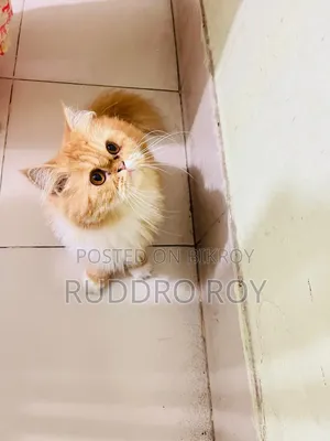 6 to 12 months Female Purebred Persian Cat