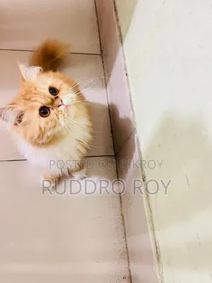 6 to 12 months Female Purebred Persian Cat