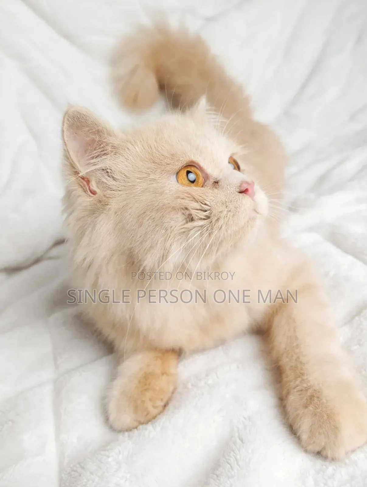 1-3 months Female Purebred Persian