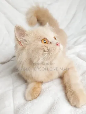 1-3 months Female Purebred Persian