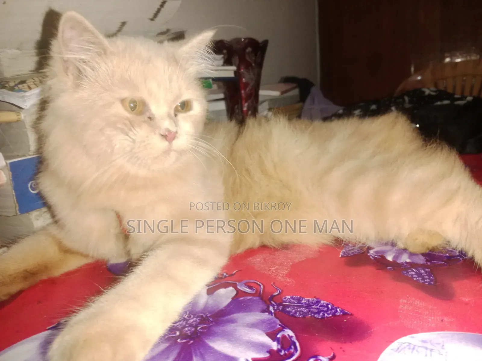 1-3 months Female Purebred Persian