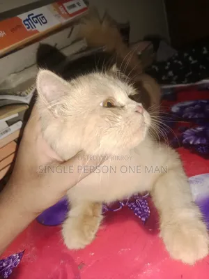 1-3 months Female Purebred Persian