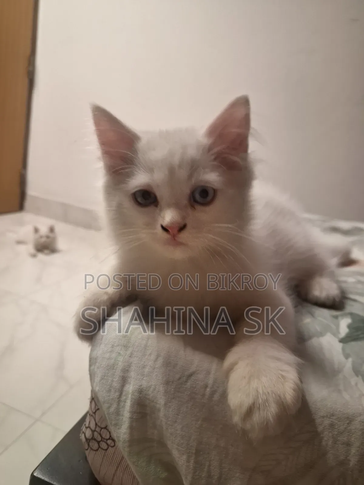 1-3 months Female Purebred Persian