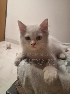 1-3 months Female Purebred Persian
