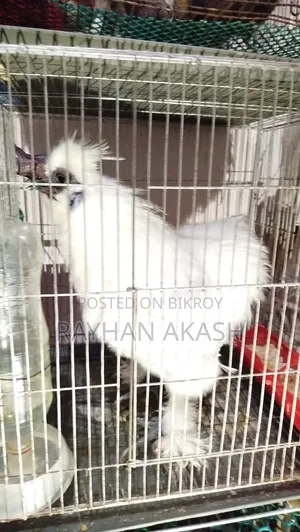 American Silky Rooster