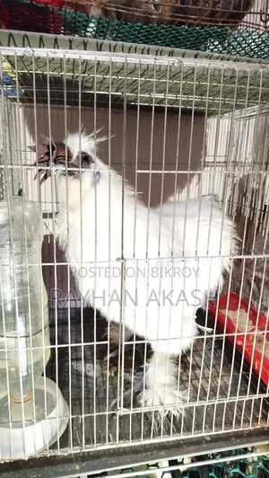 American Silky Rooster