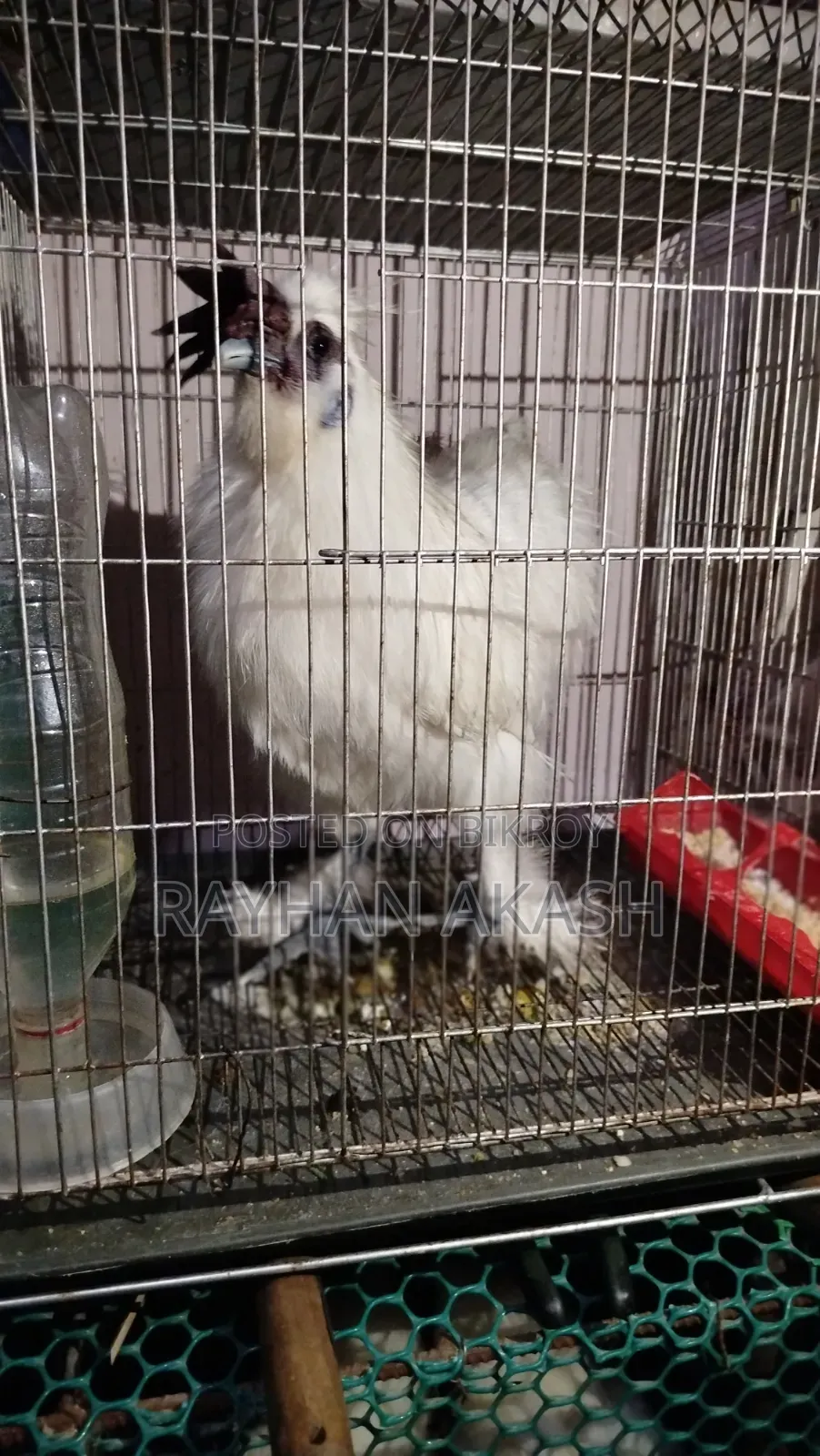 American Silky Rooster