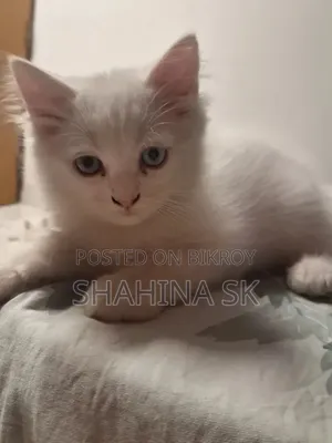 1-3 months Female Purebred Persian