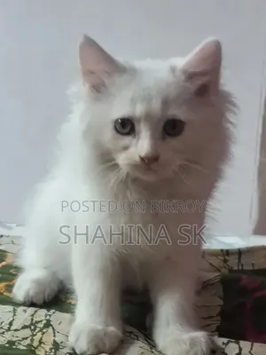 1-3 months Female Purebred Persian