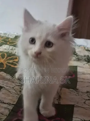 1-3 months Female Purebred Persian