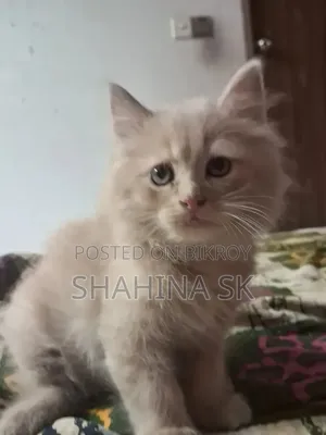 1-3 months Female Purebred Persian