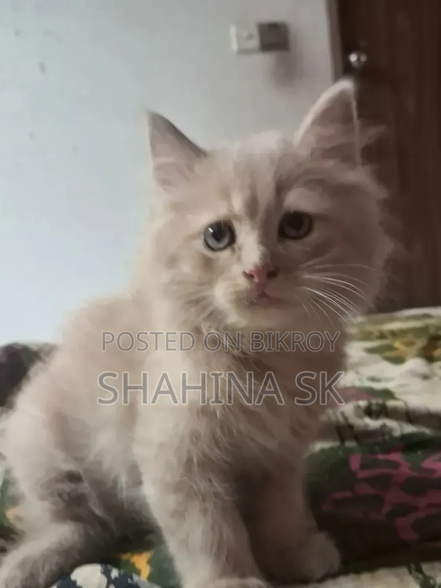 1-3 months Female Purebred Persian