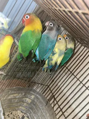 ফিশার লাভবার্ড