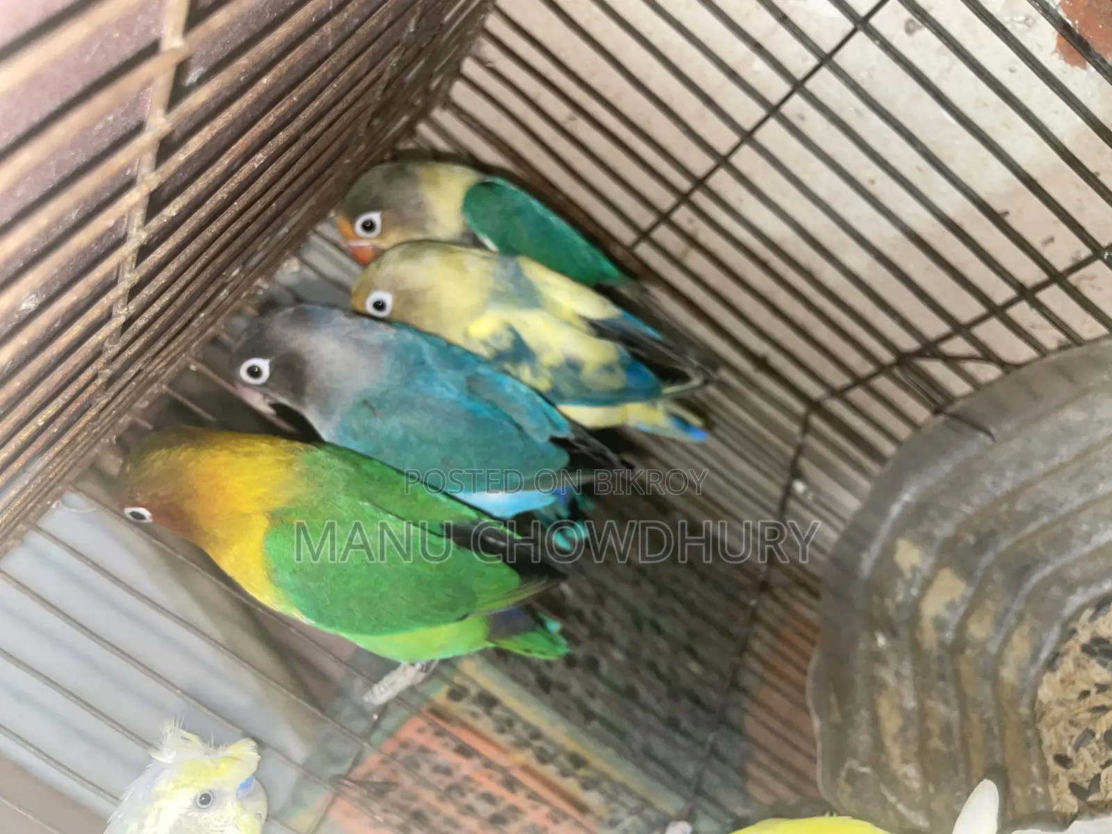 ফিশার লাভবার্ড