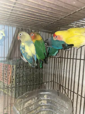 ফিশার লাভবার্ড