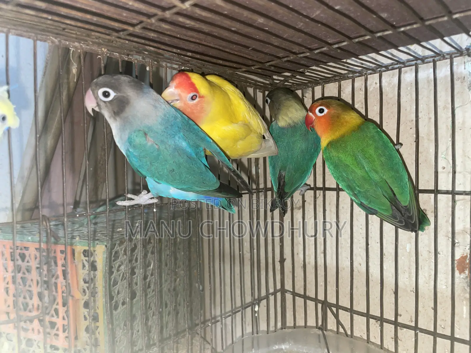ফিশার লাভবার্ড