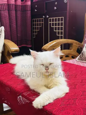 6-12 Months Female Purebred Persian Cat